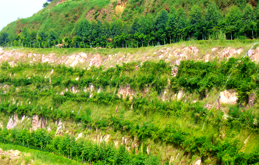 广州·南沙开发区采石场复绿工程